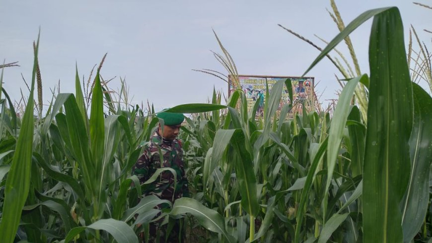 Babinsa Tegal Pantau Perkembangan Tanaman Jagung