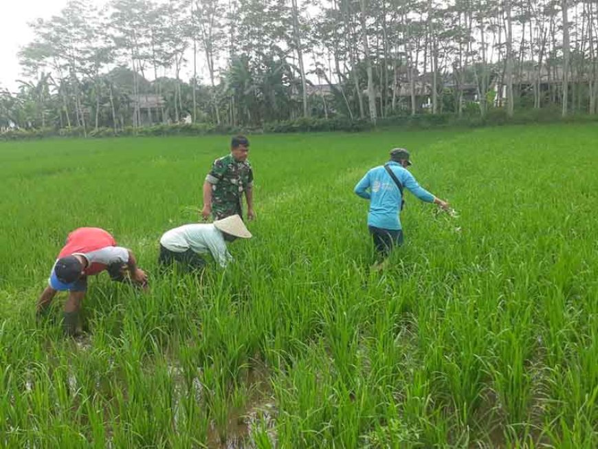 Pembersihan Gulma di Demplot Kodim 0704 Untuk Meningkatkan Kualitas Tanaman Padi