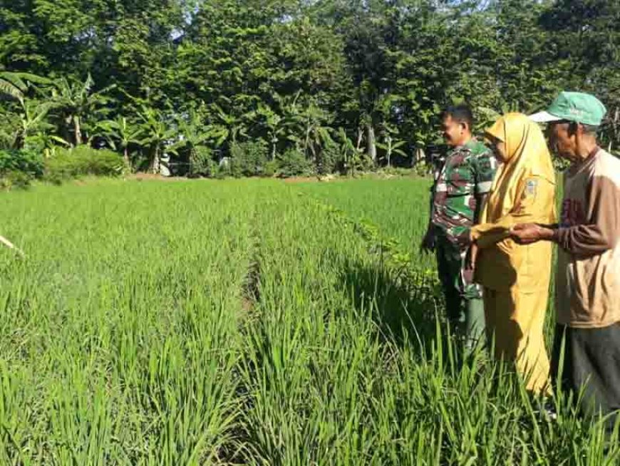 Pemantauan dan Pengendalian Penyakit Blas pada Tanaman Padi Protani di Kabupaten Banjarnegara