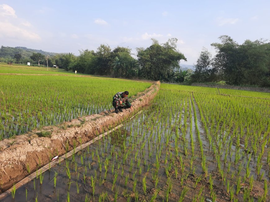 Usia 7 Hari, Tanaman Padi Kodim 0712 Tegal Tumbuh Subur