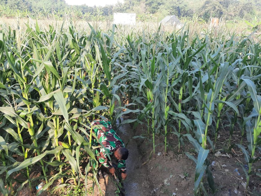 Anggota Kodim 0712 Tegal Rutin Lakukan Pemeliharaan dan Pemantauan Lahan Ketahanan Pangan