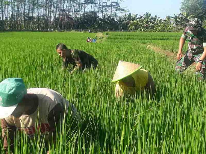 Pengendalian Gulma anggota kelompok tani Tiga Serangkai di lahan Demplot Kodim 0704 Banjarnegara
