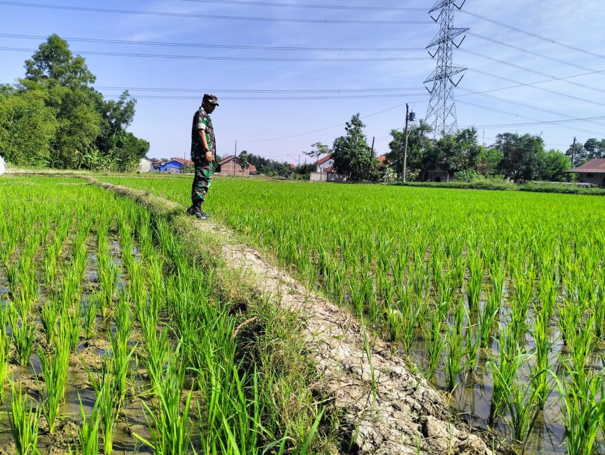 Jenis Bibit Padi Pro Tani, Di Demplot Kodim 0712 Tegal Tumbuh Subur