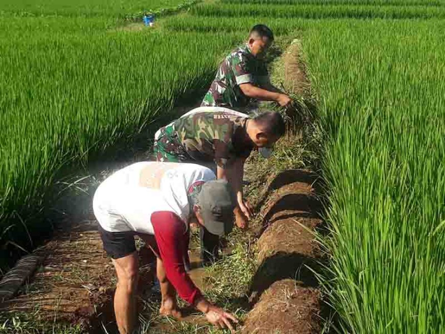 Pembersihan Saluran Irigasi Tersier oleh Babinsa dan Kelompok Tani Tiga Serangkai di Desa Binorong