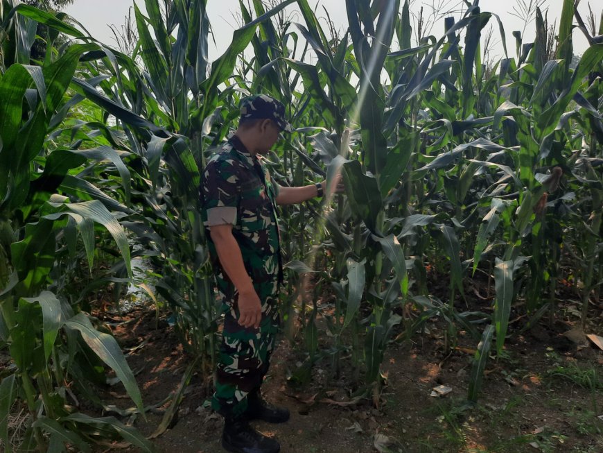 Jaga Ketahanan Pangan, Anggota Kodim 0712 Tegal Cek Perkembangan Tanaman Jagung