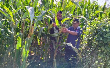 Tanaman Jagung Kodim 0712 Tegal Tumbuh Baik di Desa Karanganyar Kec Kedung Banteng