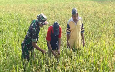 Babinsa Mendampingi Petani Pantau Pertumbuhan Tanaman Padi