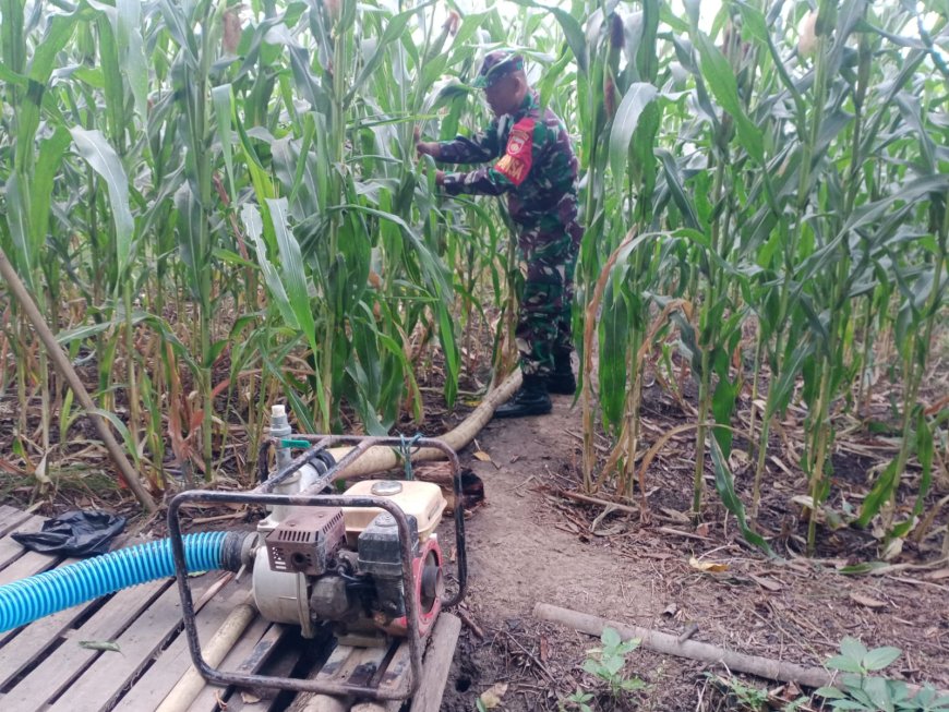 Anggota Kodim 0712 Tegal Rawat Tanaman Jagung Di Lahan Demplot Ketahanan Pangan Kodim Tegal