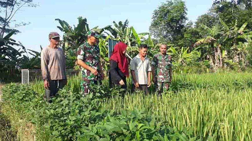 Pengamatan Padi Di Lokasi Demplot Kodim 0704 Banjarnegara