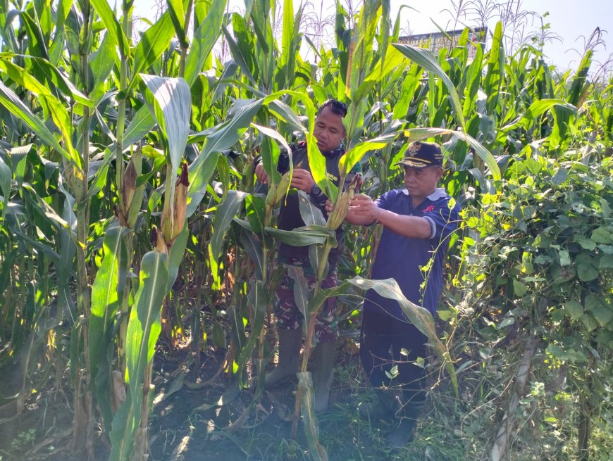 Tanaman Jagung Kodim 0712 Tegal Tumbuh Baik di Desa Karanganyar Kec Kedung Banteng