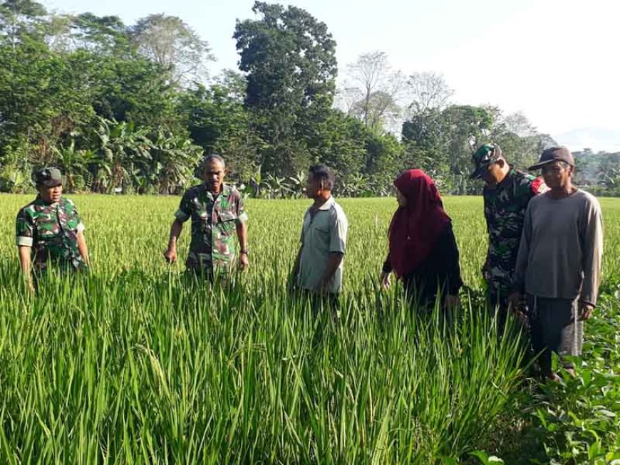 Danramil 10 Bawang Kapten Inf Sutejo dan Kelompok Tani Melakukan Pemantauan dan Pengendalian Hama