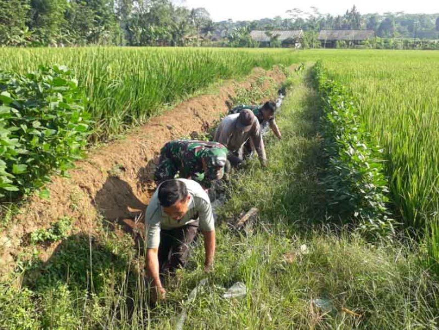 Upaya Bersama Babinsa dan Kelompok Tani dalam Membersihkan Saluran Irigasi