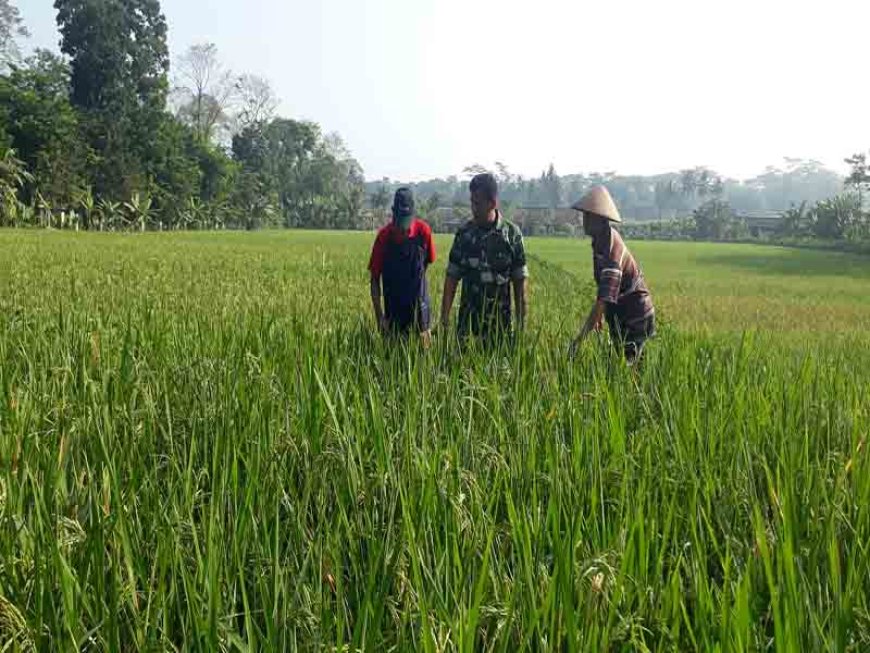Bati Wanwil Kodim 0704/Banjarnegara Sebagai Motivator Para Petani