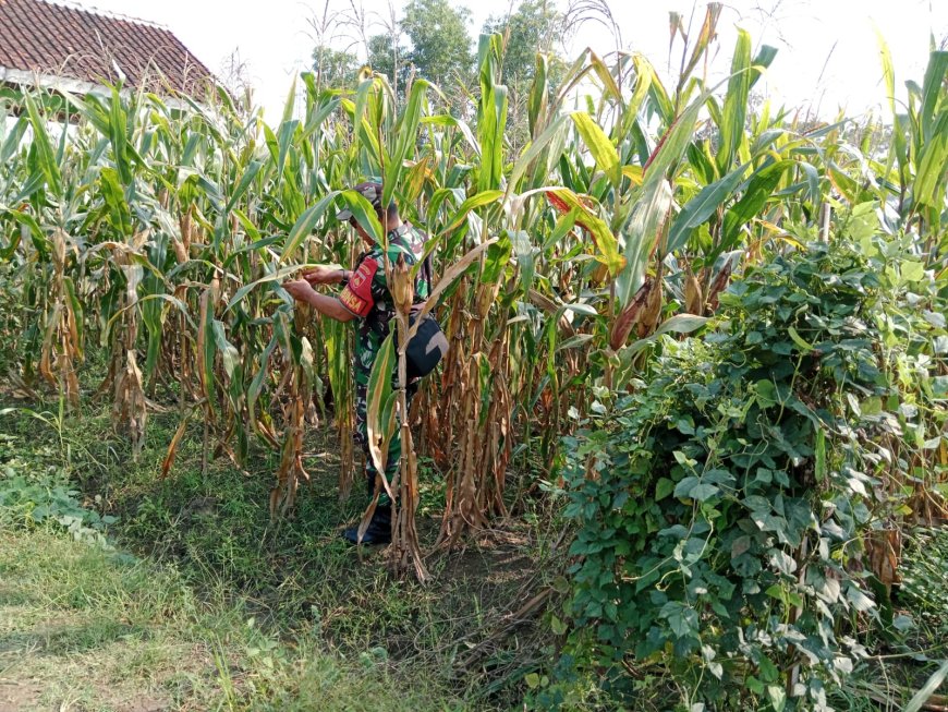 Demplot Jagung Kodim 0712 Tegal Di Karanganyar Sudah Bertongkol