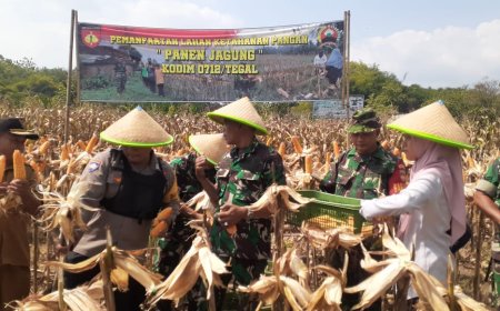 Kodim Tegal Panen Raya Jagung Tahap III