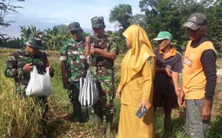 TNI Mendampingi Panen Padi di Tanah Demplot Kodim 0704 Banjarnegara