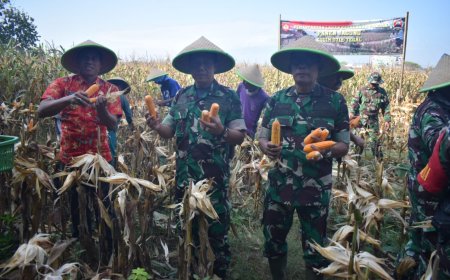 Kodim Tegal Bersama Gapoktan Panen Jagung Masa Tanam Ke III