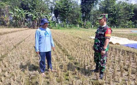 Babinsa Pendampingan Penyiapan Lahan Di Demplot Kodim 0704 Banjarnegara