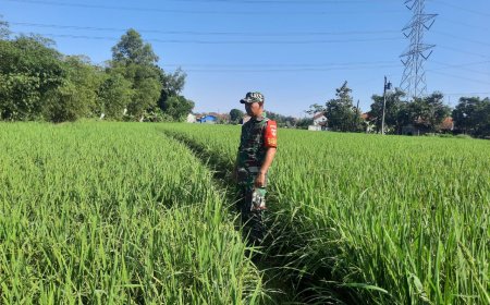 Usia 61 Hari Tanaman Padi Tanaman Padi Jenis Pro Tani Demplot Kodim 0712 Tegal Tumbuh Subur