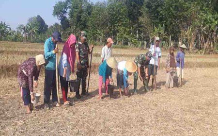 Menaman Jagung Dilahan Demplot Kodim 0704 Banjarnegara