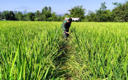 Tanaman Padi Jenis Pro Tani Demplot Kodim 0712 Tegal Tumbuh Subur di Desa Karanganyar