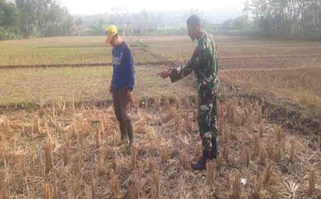 Pemantauan Tanaman Jagung Dilahan Demplot Kodim 0704 Banjarnegara