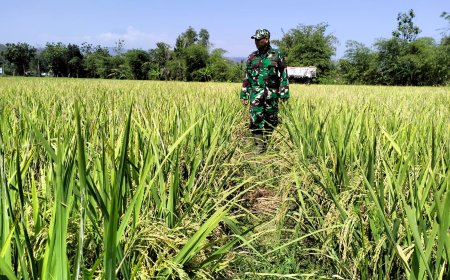Padi Jenis Pro Tani Demplot Kodim 0712 Tegal Sudah Menguning