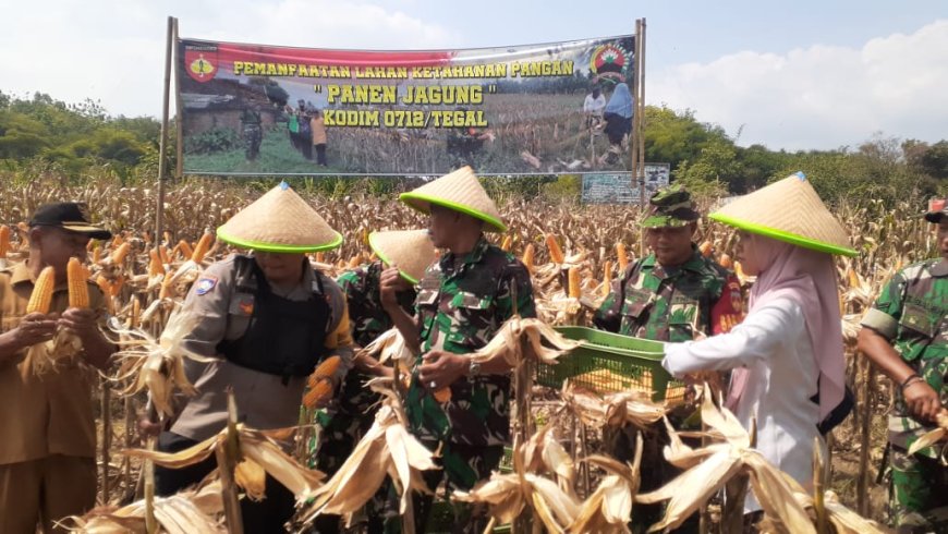 Kodim Tegal Panen Raya Jagung Tahap III