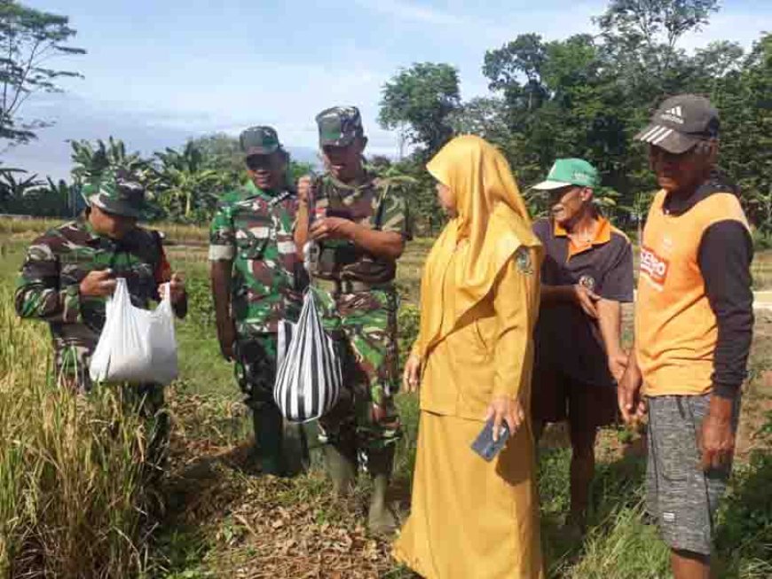 TNI Mendampingi Panen Padi di Tanah Demplot Kodim 0704 Banjarnegara