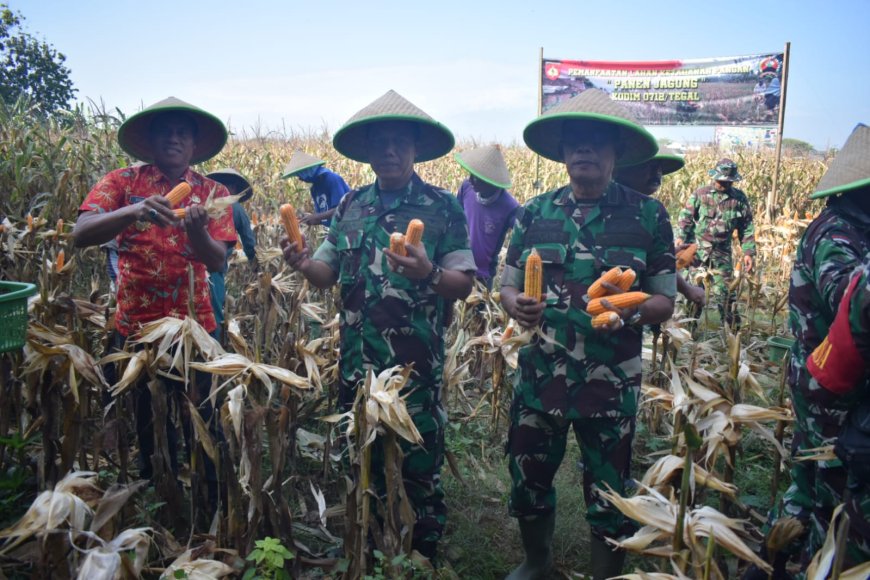 Kodim Tegal Bersama Gapoktan Panen Jagung Masa Tanam Ke III