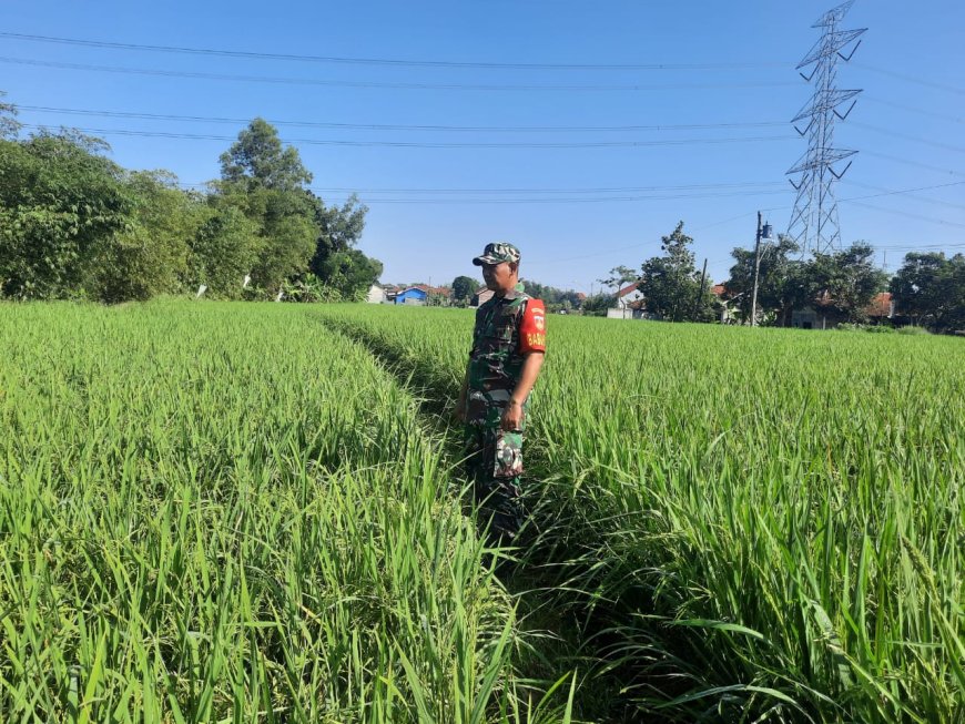 Usia 61 Hari Tanaman Padi Tanaman Padi Jenis Pro Tani Demplot Kodim 0712 Tegal Tumbuh Subur