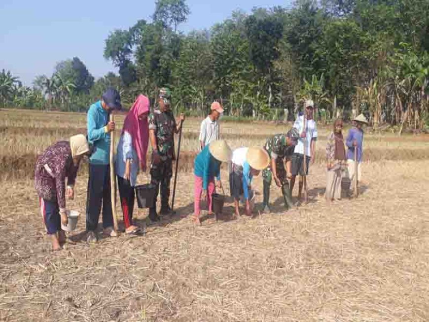 Menaman Jagung Dilahan Demplot Kodim 0704 Banjarnegara