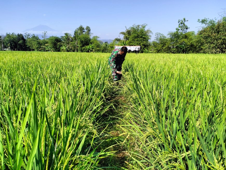 Tanaman Padi Jenis Pro Tani Demplot Kodim 0712 Tegal Tumbuh Subur di Desa Karanganyar