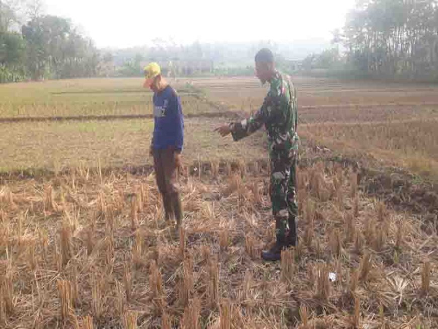 Pemantauan Tanaman Jagung Dilahan Demplot Kodim 0704 Banjarnegara