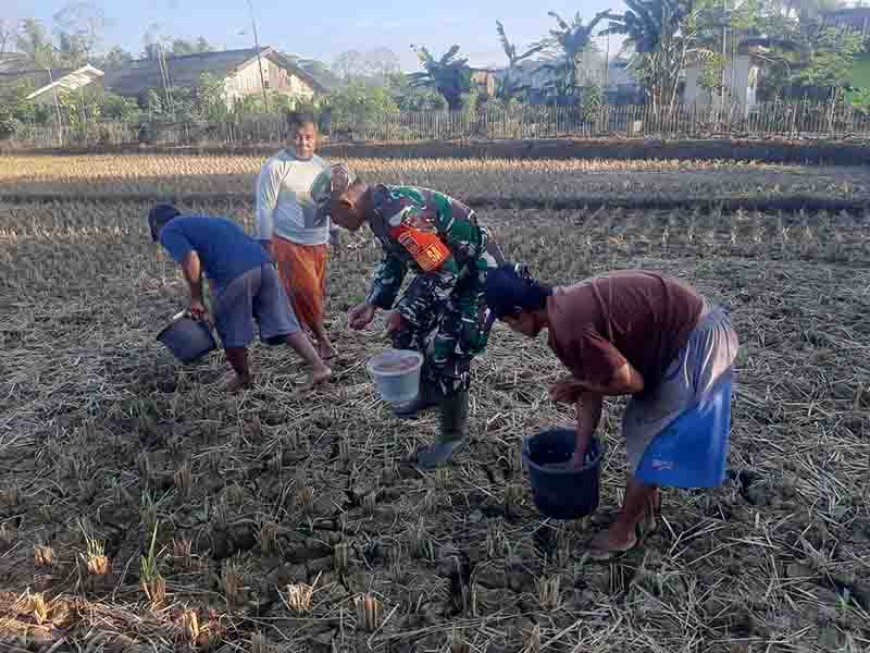 Babinsa Membantu Pemupukan Tanaman Jagung Di Lahan Demplot Kodim 0704 Banjarnegara