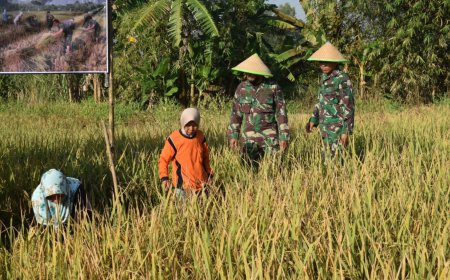 Panen Padi Lahan Ketahanan Pangan Kodim 0712 Tegal
