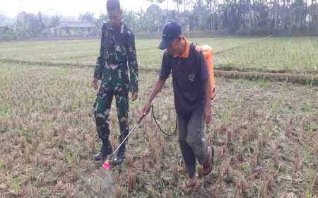 Kodim 0704 Banjarnegara Melaksanakan Pendampingan Petani Dalam Penyemprotan Tanaman Jagung Di Lahan Demplot