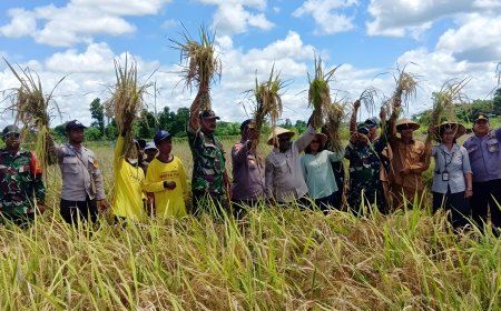 Danramil Skanto Dampingi Bupati Keerom Panen Padi Dan Penyerahan Bantuan Alat Pertanian