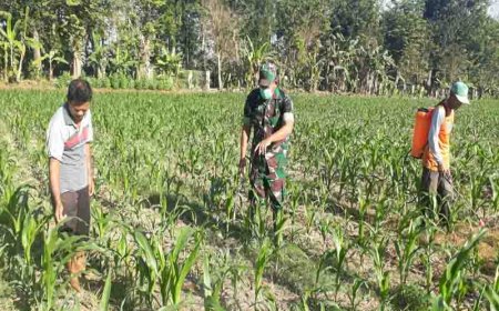 Meningkatkan Produktivitas Pertanian melalui Penyemprotan Hama pada Tanaman Jagung