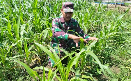 Masa Tanam ke 4  Demplot Kodim 0712/Tegal, Serma Dony Pantau Perkembangan Tanaman Jagung