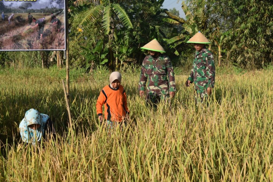 Panen Padi Lahan Ketahanan Pangan Kodim 0712 Tegal