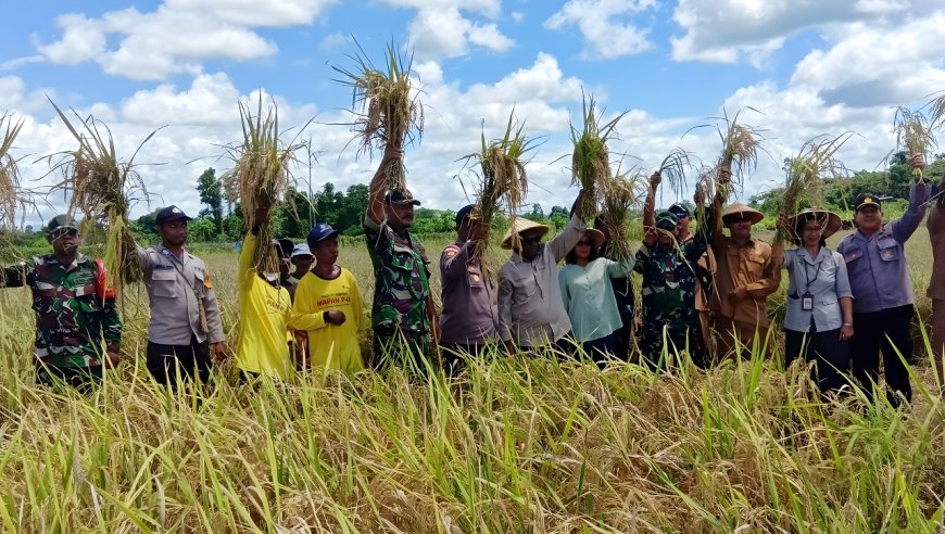 Danramil Skanto Dampingi Bupati Keerom Panen Padi Dan Penyerahan Bantuan Alat Pertanian