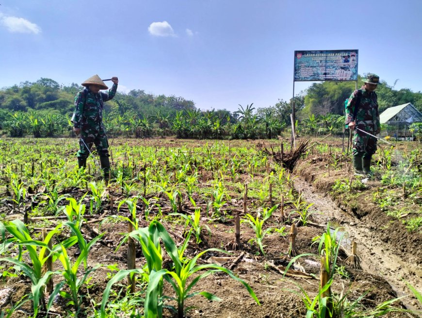 Jaga Tanaman Jagung Dari Serangan Hama Anggota Kodim 0712 Tegal Bantu Petani Melaksanakan Penyemprotan
