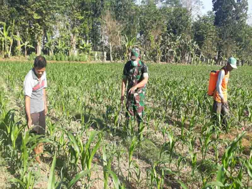 Meningkatkan Produktivitas Pertanian melalui Penyemprotan Hama pada Tanaman Jagung