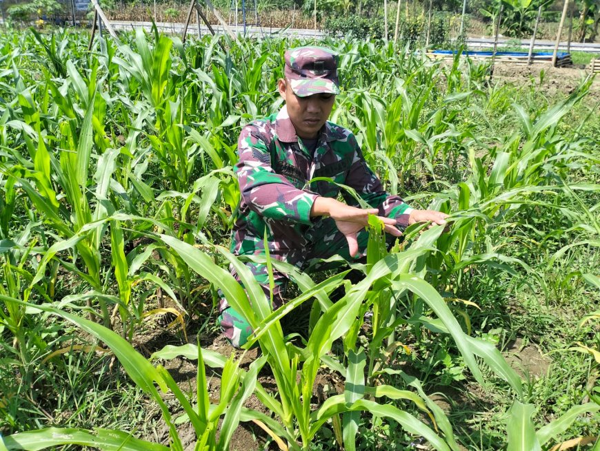 Masa Tanam ke 4  Demplot Kodim 0712/Tegal, Serma Dony Pantau Perkembangan Tanaman Jagung
