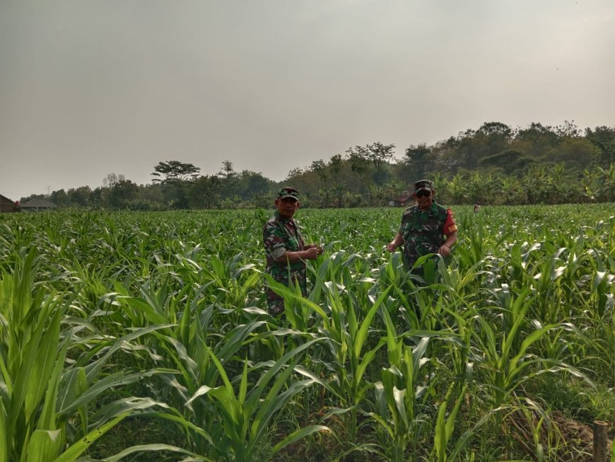 Babinsa Koramil Kedungbanteng Kodim 0712 Tegal Monitoring Perawatan Kebun Jagung Untuk Sukseskan Ketahanan Pangan