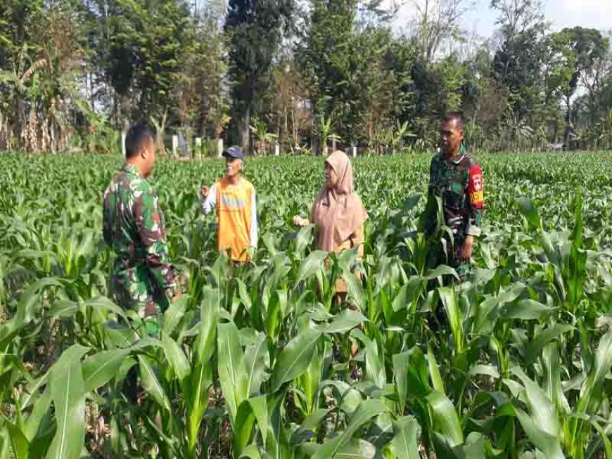 Meningkatkan Monitoring Tanaman Jagung di Demplot Kodim 0704/Banjarnegara untuk Swasembada Pangan