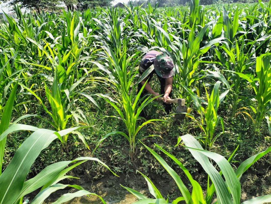 Jaga Pertumbuhan Tanaman Jagung, Babinsa Kodim 0712 Tegal Bersihkan Rumput Liar