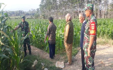Kasdim 0704 Banjarnegara dan Pasiter Kapten Inf Sugiyono Tinjau Tanaman Jagung