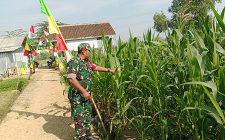 Jaga Ketahanan Pangan Babinsa Kodim 0712 Tegal Pantau Perkembangan Tanaman Jagung